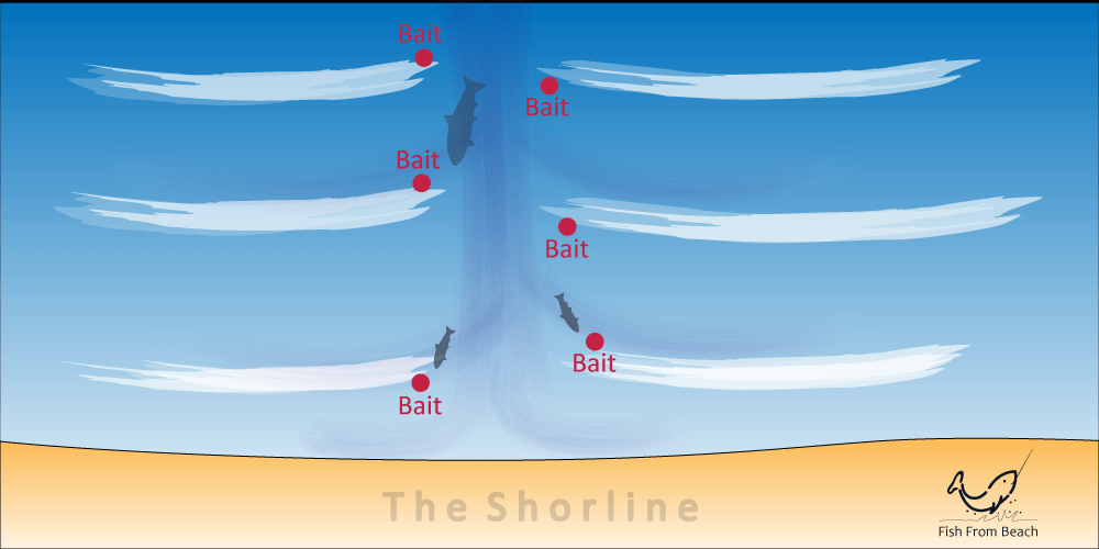 Large predators approaching baits placed near the rip current