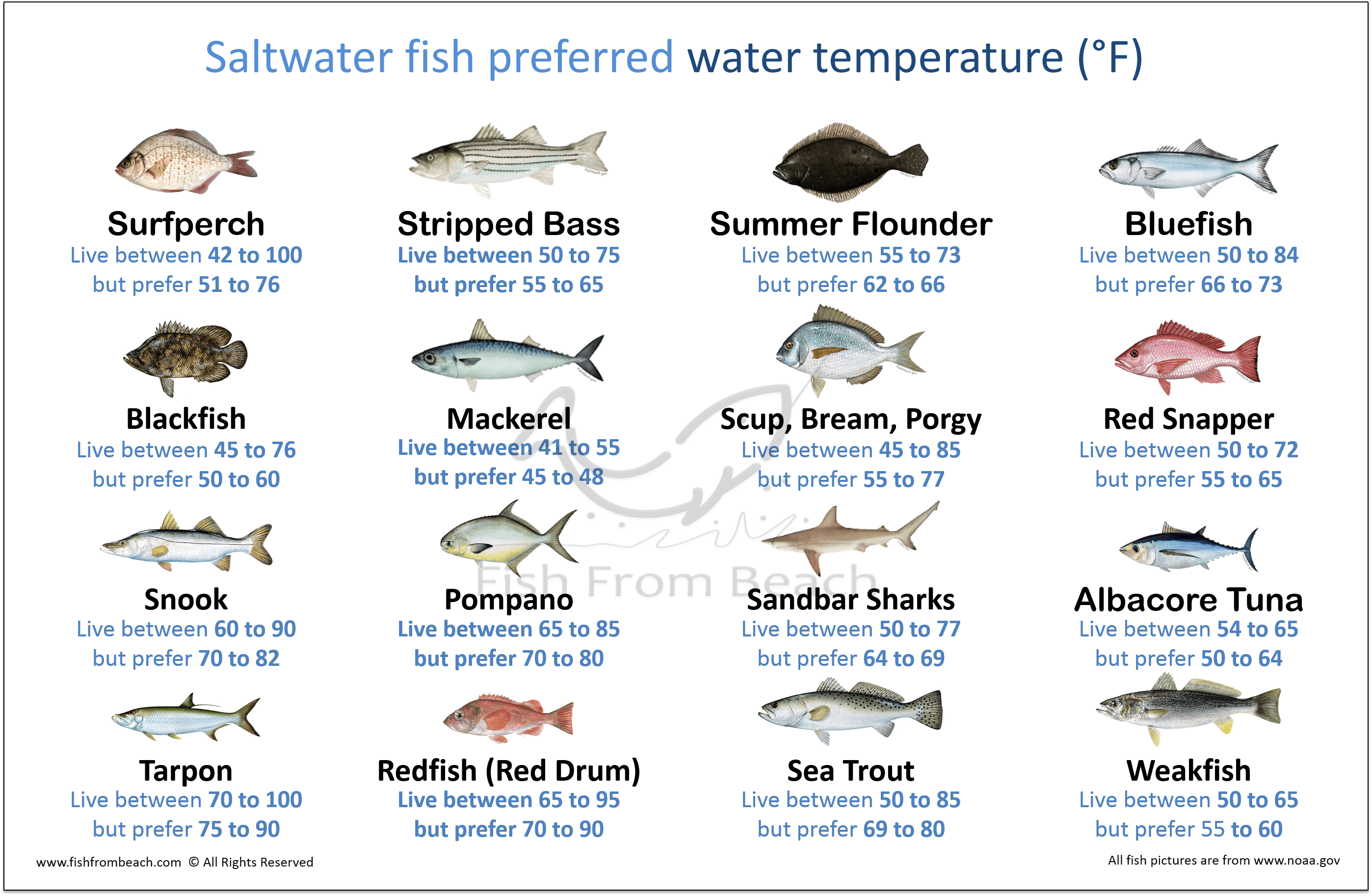 The Best Water Temperature For Surf Fishing – Fish From Beach