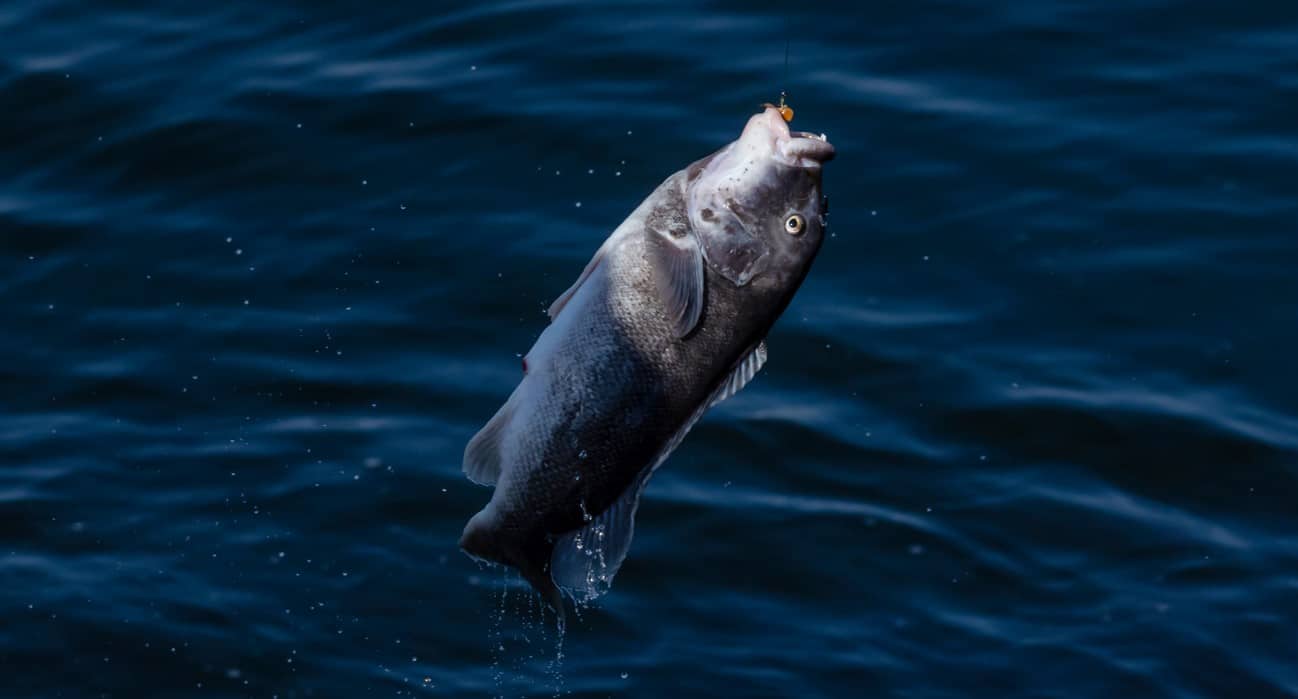 blackfish shore catch fish tautog