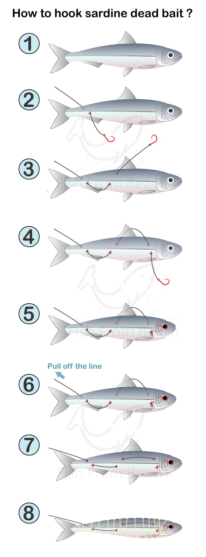 How to hook sardine dead bait ?