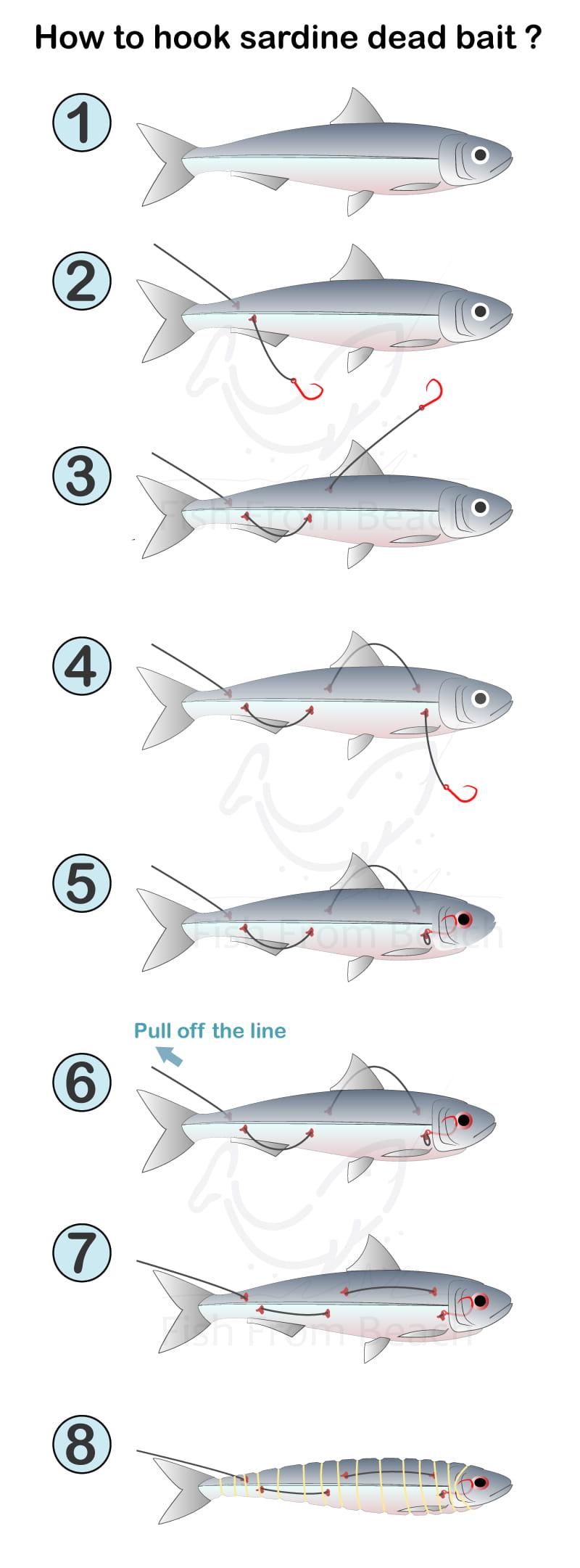 How to hook sardine dead bait ?
