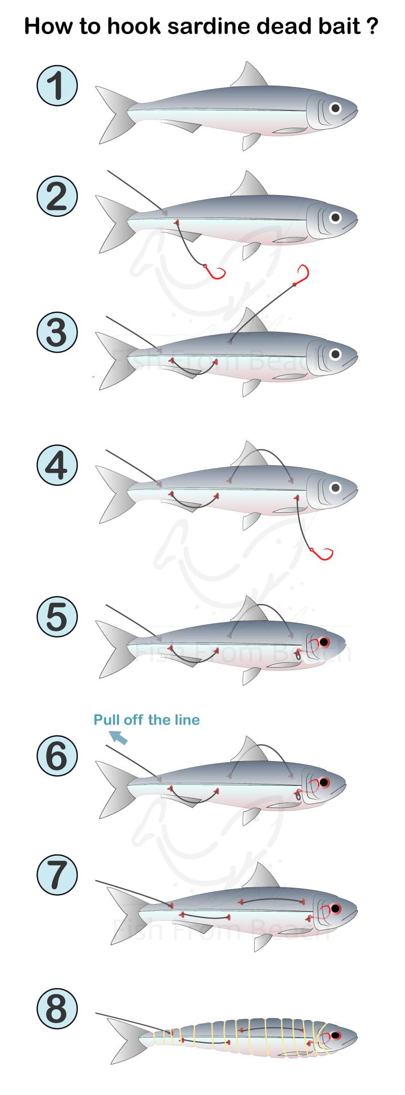 Anchovies bait how for to salt Dry Brine