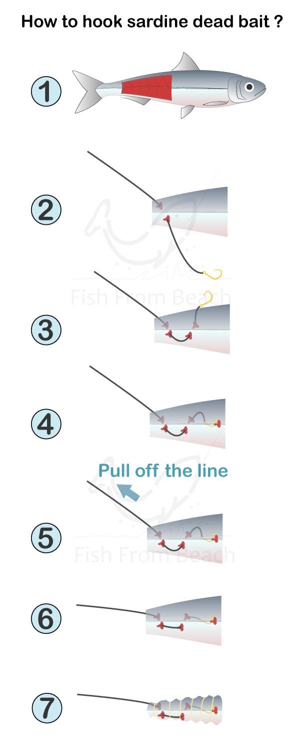 How to use sardines as bait ?