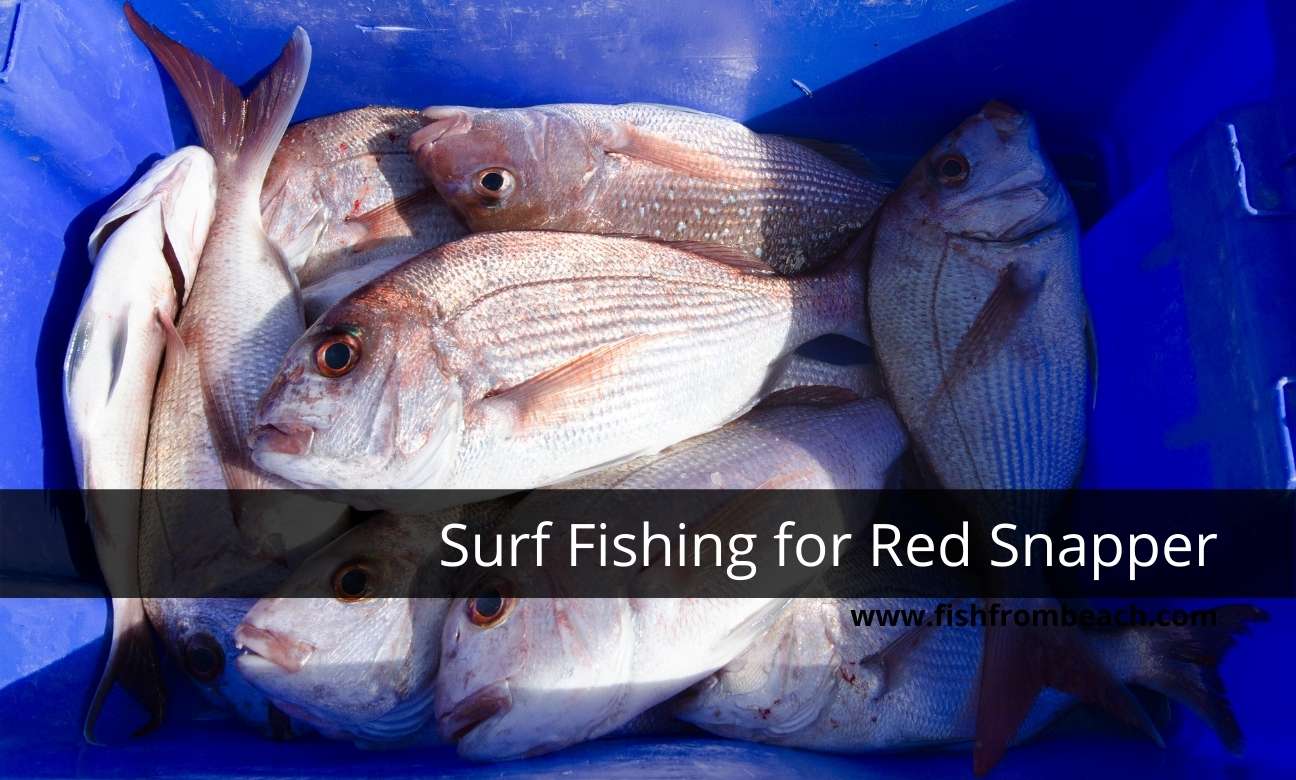red snapper bait