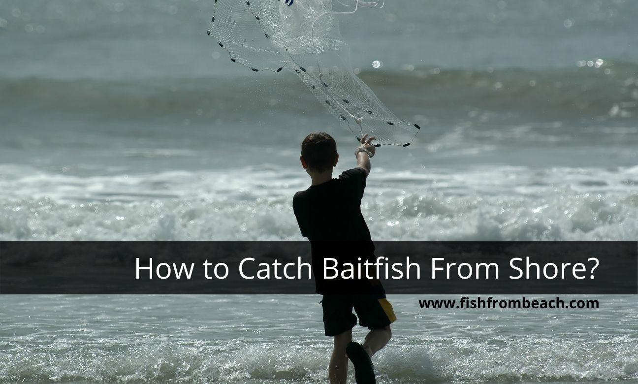 Image of catching bait fish in the surf
