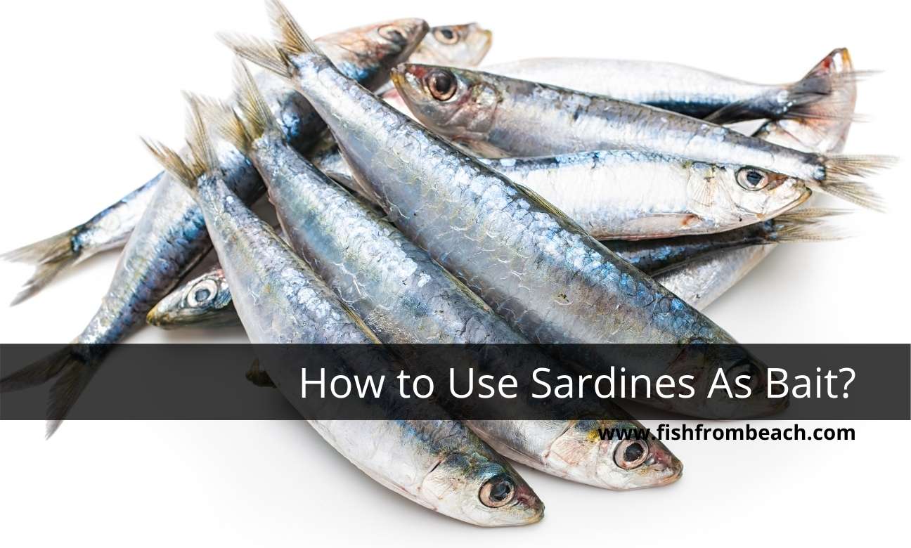 How to hook sardine dead bait ?