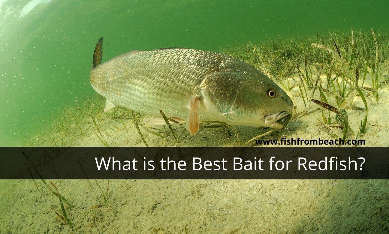 What is the Best Bait for Redfish? Fish From Beach