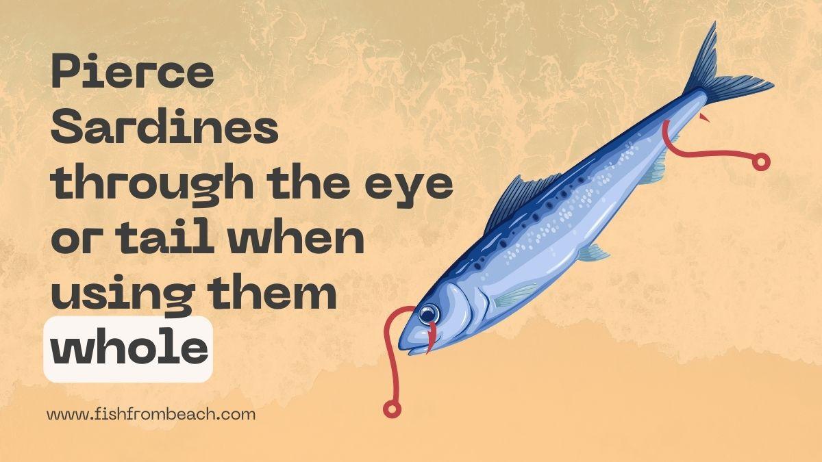 For large fish, use sardines whole by piercing them through the eye or the tail.