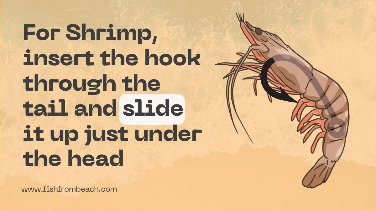 When using shrimp for surf fishing, insert the hook through the tail and slide it up just under the head