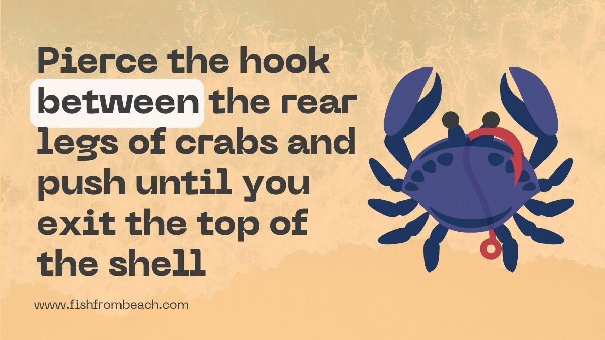 Insert the hook between rear legs of crabs and push it until you exist the top of the shell